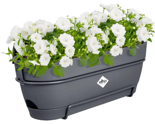 Sivý kvetináč s bielymi kvetmi