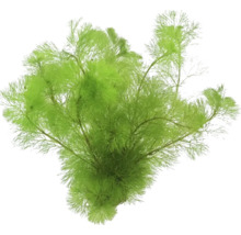 Umelá vodná rastlina pre akváriá