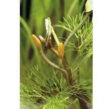 Detailný pohľad na vodnú rastlinu s hrotmi výhonkov a jemnými listami.