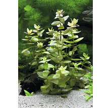 Akvarijná rastlina s zelenými listami v akváriu