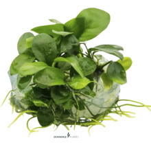 Akvarijná rastlina na koreňovom kmeni