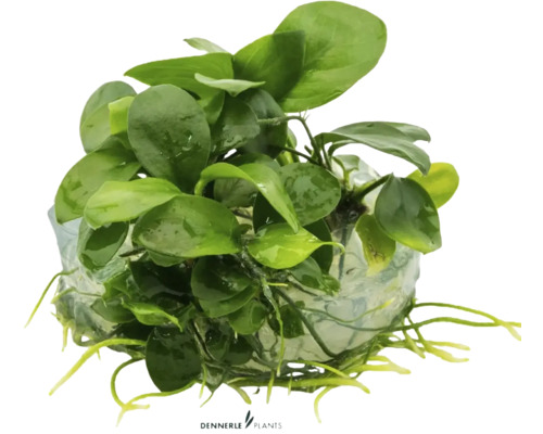 Akvarijná rastlina na koreňovom kmeni