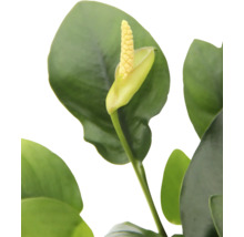 Detailný záber izbovej rastliny s kvetom