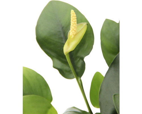 Detailný záber izbovej rastliny s kvetom