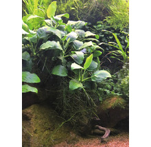 Akvárium s rastlinami a dekoráciami