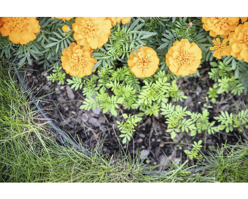 Záhon nechtíka s hlinou a trávou