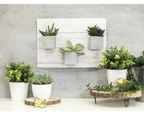 Dekoratívne izbové rastliny v kvetináčoch a nástenných nádobách na stole