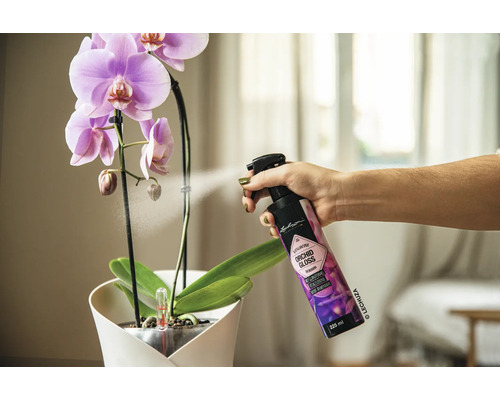 Osoba strieka orchideu sprejom na ošetrovanie lesku orchideí.