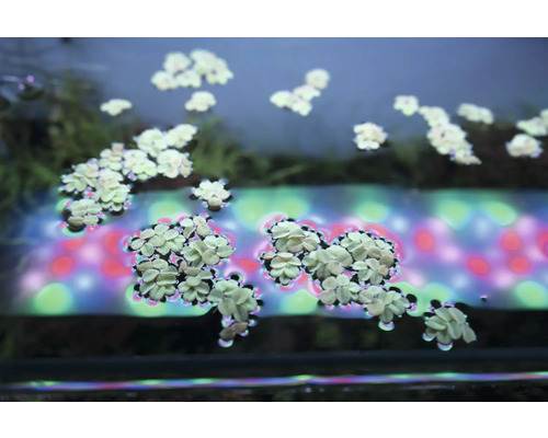 Plávajúce vodné rastliny v akváriu