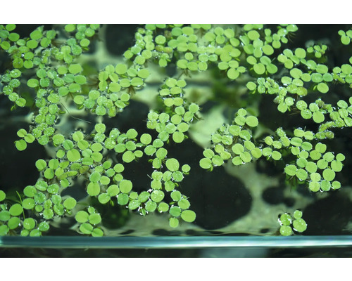 Plávajúca papraď brazílska v akváriu