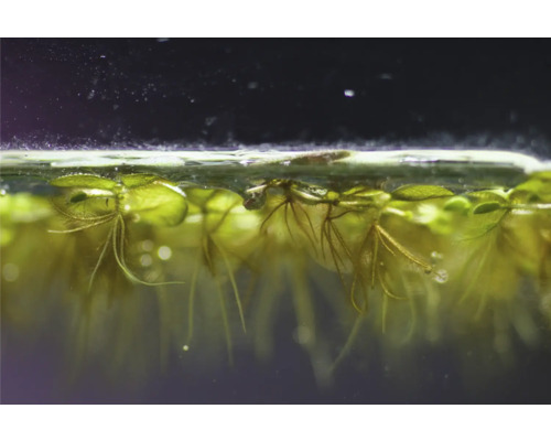 Detailný záber plávajúcich rastlín v akváriu