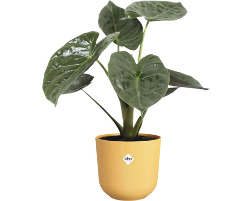 Izbová rastlina Alocasia v kvetináči
