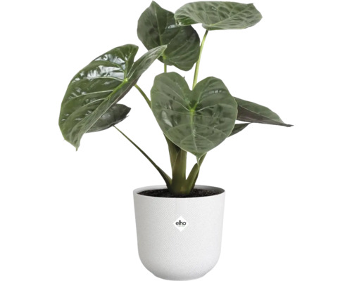 Izbová rastlina Alocasia v bielom kvetináči