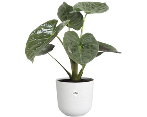 Izbová rastlina Alocasia v bielom kvetináči