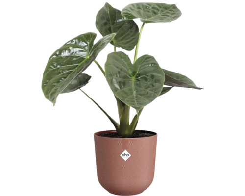 Izbová rastlina Alocasia v kvetináči Elho