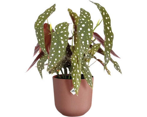 Begónia s bielymi bodkami v kvetináči