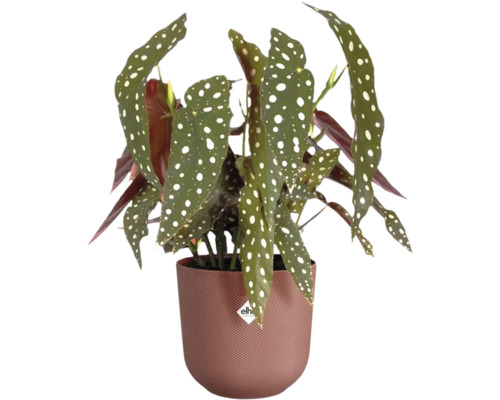 Begónia v kvetináči