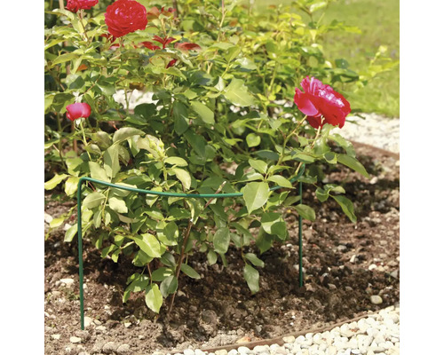 Krík ruže s podperou rastlín v záhradnom záhone