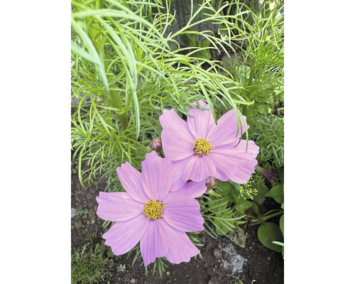 Cosmea, krasuľka perovitá FloraSelf sadenice kvetov na rez FloraSelf miska so 6 ks Detail kvetov krásenky v záhradnom záhone