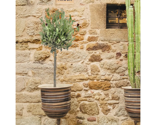 Olivovník v ozdobnom kvetináči pred kamennou stenou