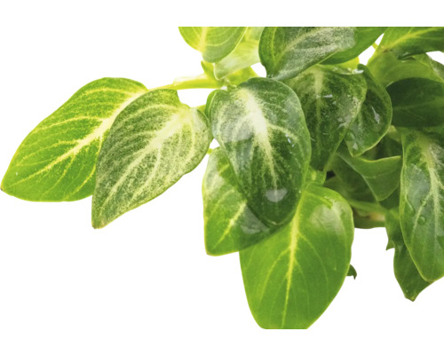 Listy zelenej rastliny