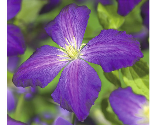 Detail fialovo kvitnúceho plamienka