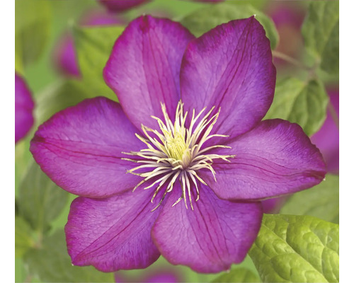 Detail fialového kvetu plamienka so žltými tyčinkami