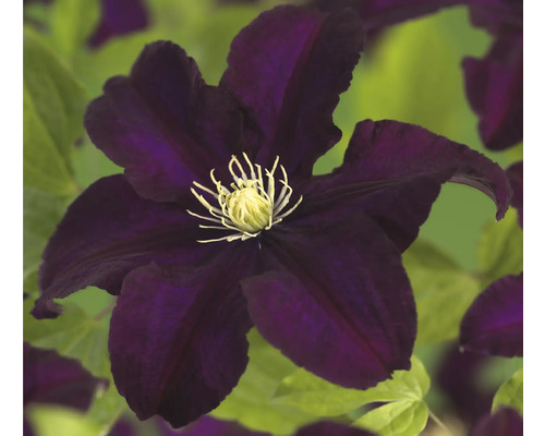 Detail tmavej plamienky so žltými tyčinkami