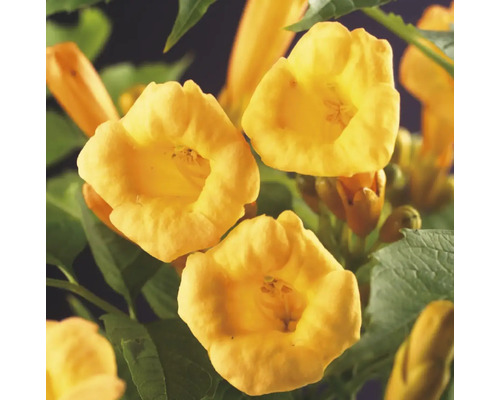 Detailný záber na trumpetky s listami
