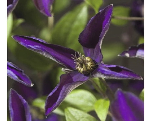 Detailný pohľad na tmavofialový kvet plamienka v záhrade