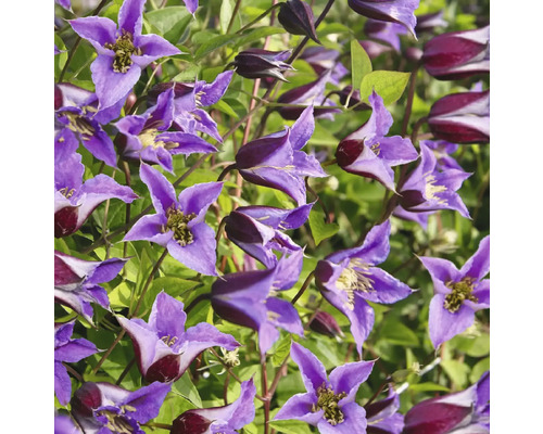 Detail fialových kvetov plamienka