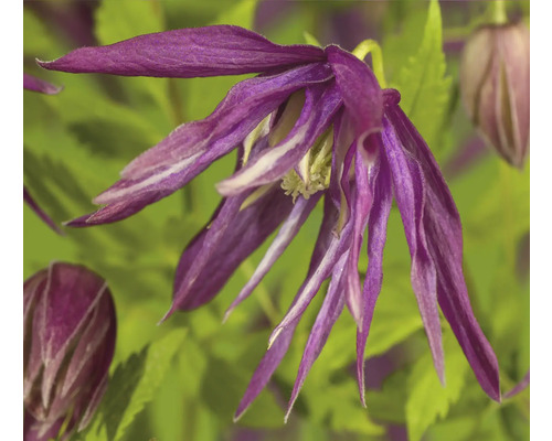 Detail modrého plamienka