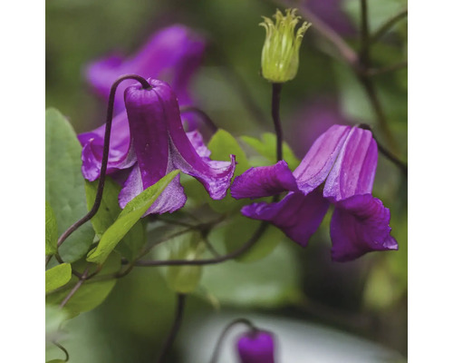 Detail fialových kvetov plamienka so zelenými listami