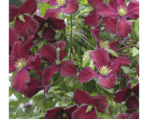 Detail tmavočervených kvetov plamienka s zelenými listami