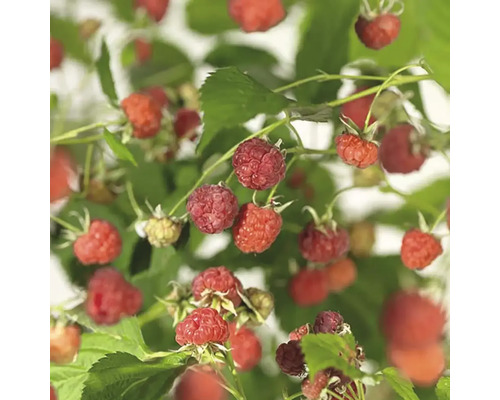 Malinová rastlina s dozretými plodmi a zelenými listami.