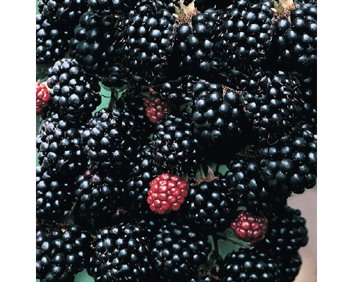 Detail černíc na černicovom kríku.