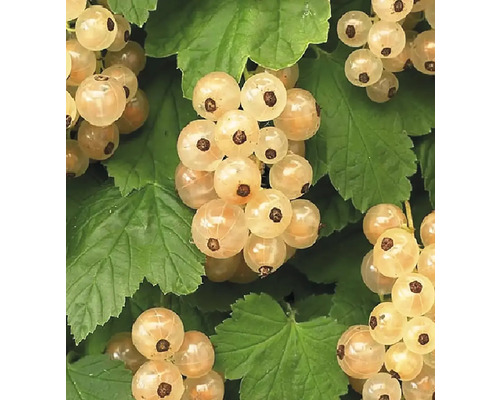 Detail bielych ríbezlí so zelenými listami