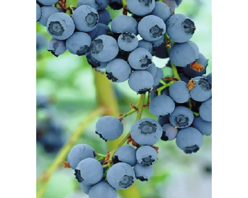 Detailný záber čučoriedok na konári