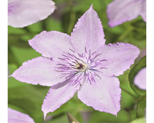 Detailný záber kvetu Clematis