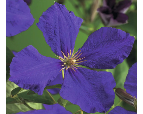 Detail modrého plamienka v záhrade