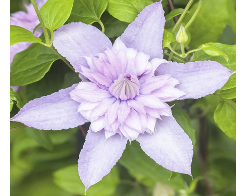 Detail kvetu plamienka