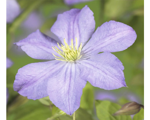 Detailný záber kvetu plamienka