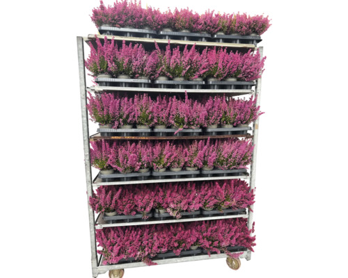Predajný vozík s vresovými rastlinami v kvetináčoch