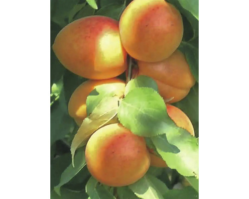 Marhuľa BIO FloraSelf Bio Prunus armeniaca Compacta výška cca 125 cm kvetináč 7,5 l Marhule na konári s listami