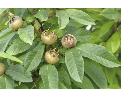 Mišpuľa pravá BIO FloraSelf Bio Mespilus germanica 'Westerveld' výška kmeňa 35-40 cm celková výška 80-90 cm kvetináč 5 l samosprašná