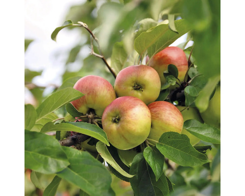 Jabloň jesenný ker BIO FloraSelf Bio Malus domestica 'Gravensteiner' výška kmeňa 35-40 cm celková výška 80-90 cm kvetináč 5 l