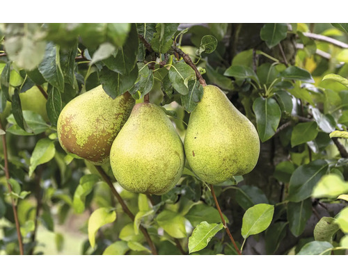 Hruška zimná BIO FloraSelf Bio Pyrus communis 'Vereinsdechantsbirne' výška kmeňa 30-35 cm celková výška 80-90 cm kvetináč 5 l historická/stará odroda Tri hrušky na hruške so zelenými listami