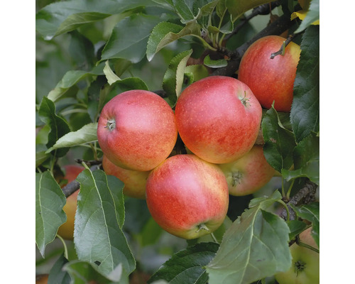 Jabloň jesenná BIO FloraSelf Bio Malus 'Gala' výška kmeňa 35-40 cm celková výška 80-90 cm kvetináč 5 l