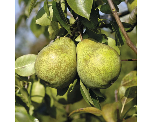 Hruška jesenná BIO FloraSelf Bio Pyrus communis 'Charneux' výška kmeňa 30-35 cm celková výška 80-90 cm kvetináč 5 l