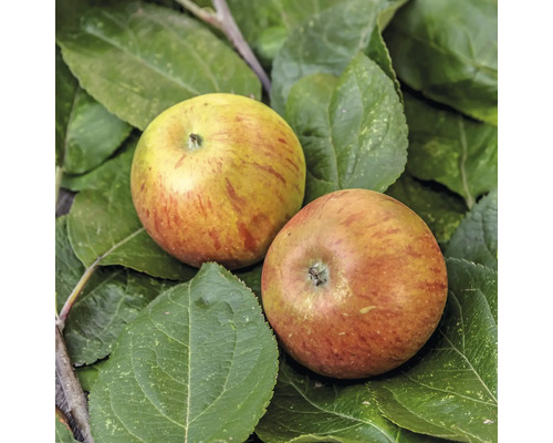 Dve jablká na listoch